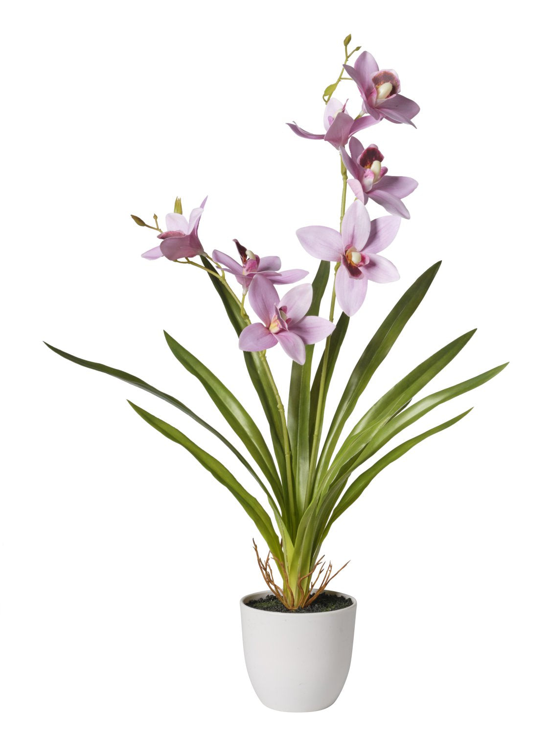 Pianta Orchidea cm.57