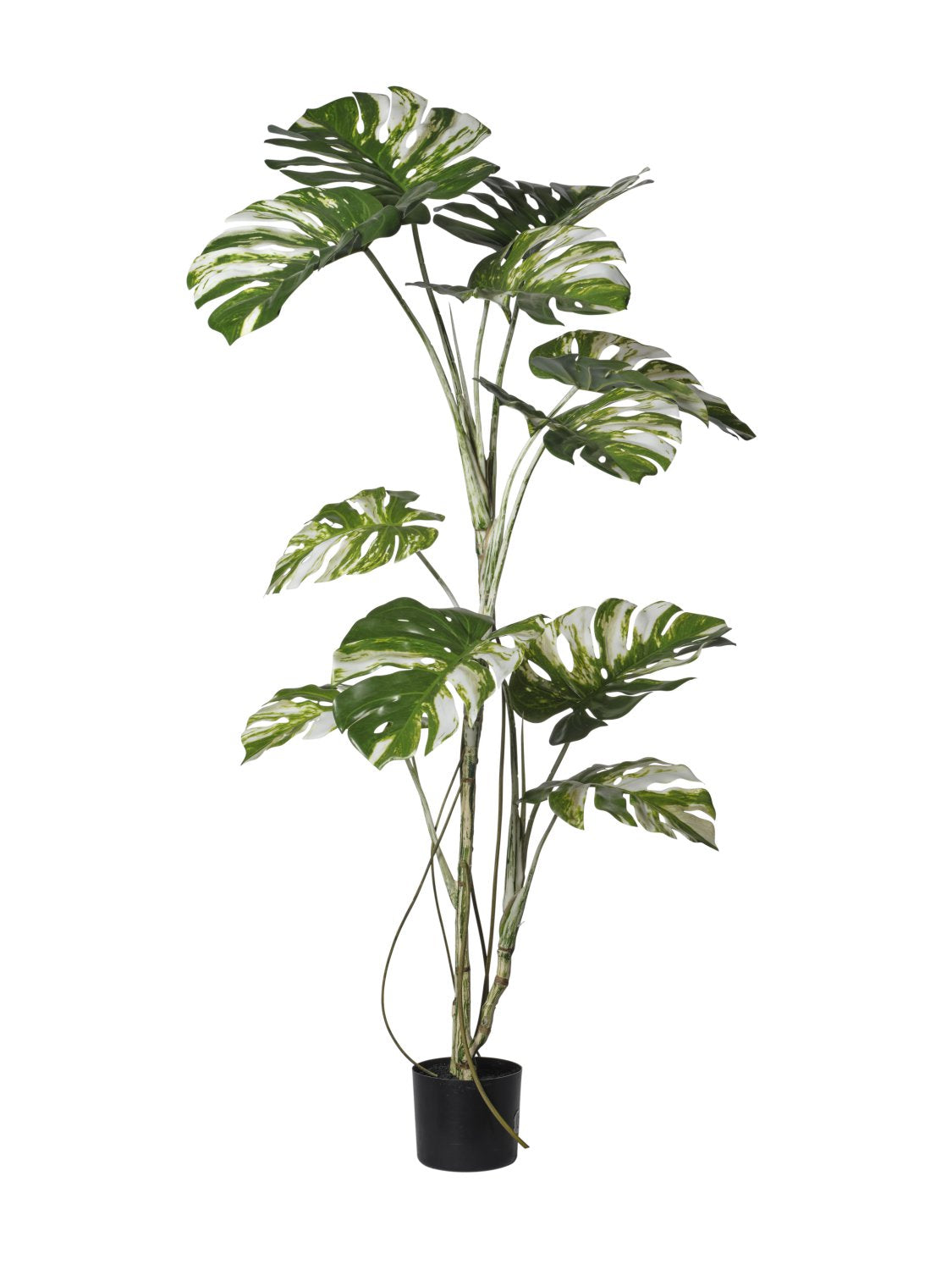Pianta Monstera Variegata cm.180/240