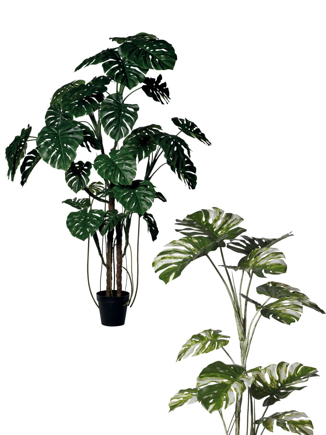 Pianta Monstera Variegata cm.180/240