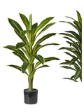 Pianta Dracena cm.80/180