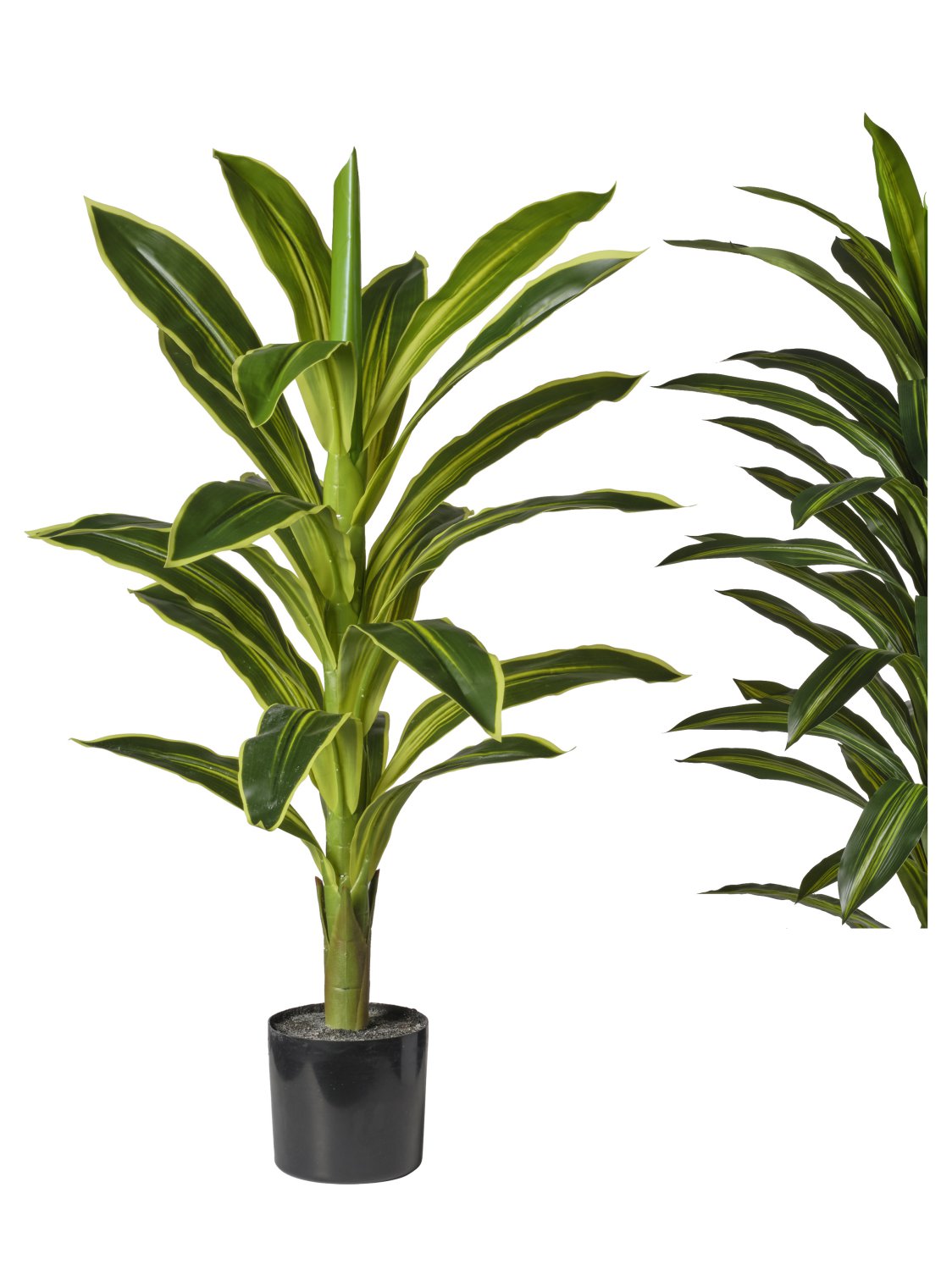 Pianta Dracena cm.80/180