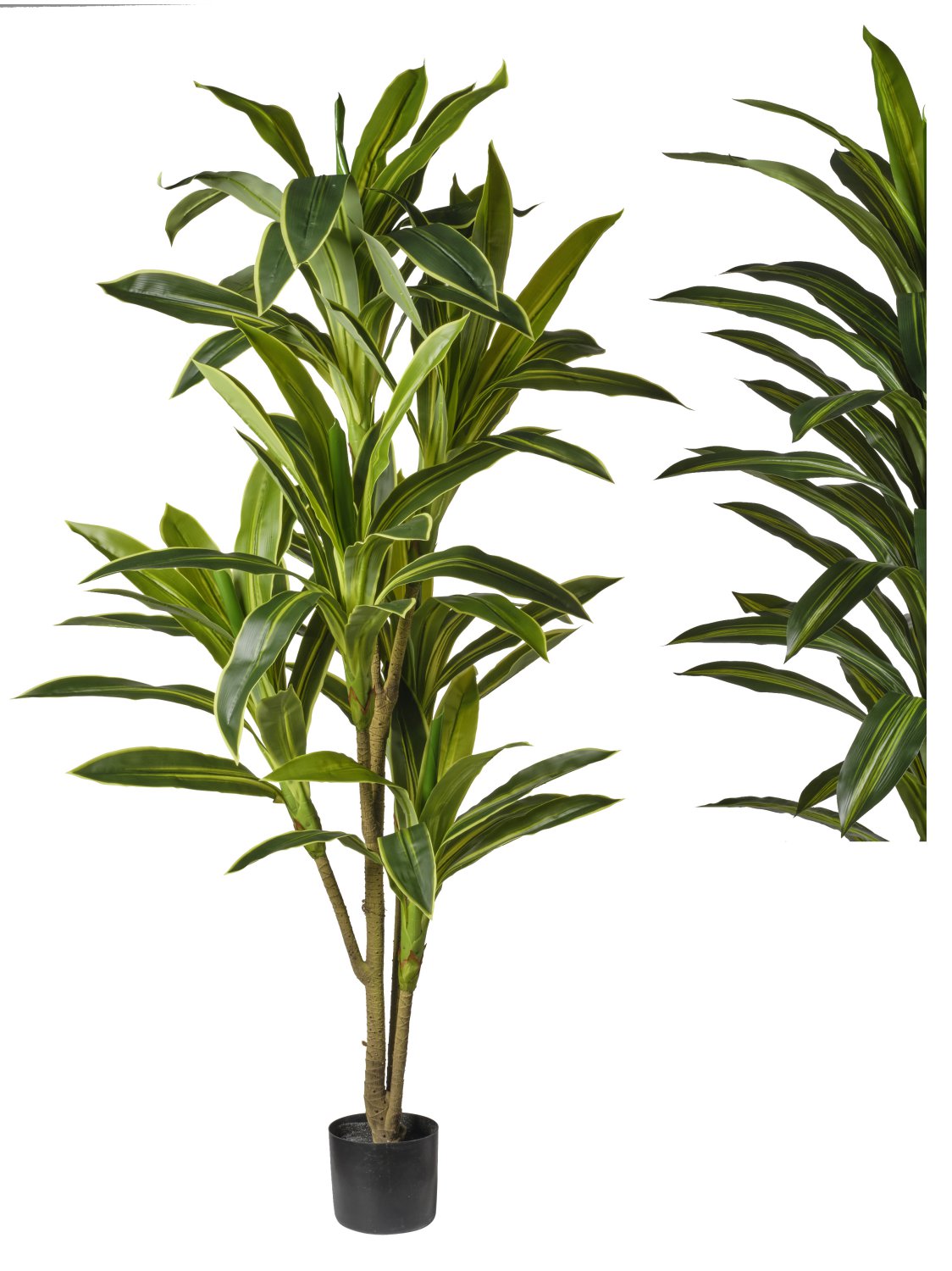 Pianta Dracena cm.80/180