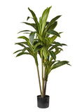 Pianta Dracena Variegata cm.140