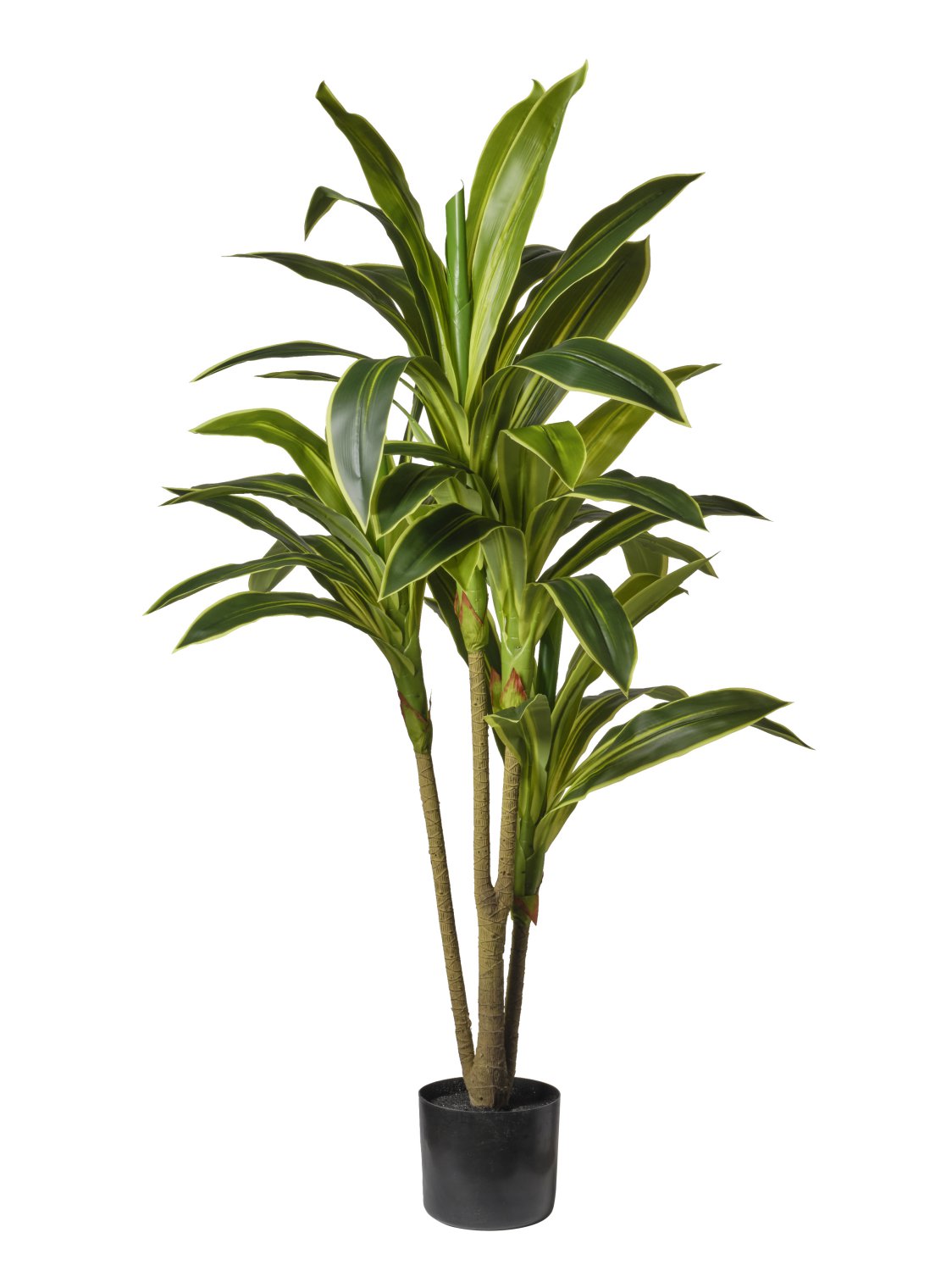 Pianta Dracena Variegata cm.140