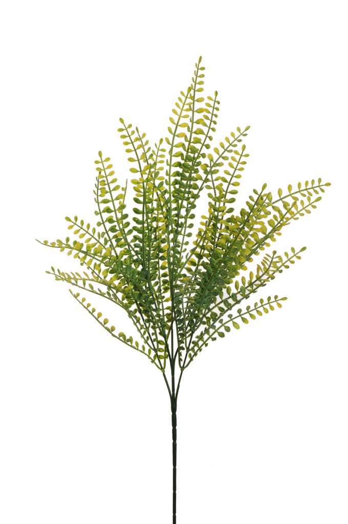 Ramo Gleditsia X5 cm.68 PZ.4