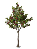 Albero Ciliegio H.2,2 Metri