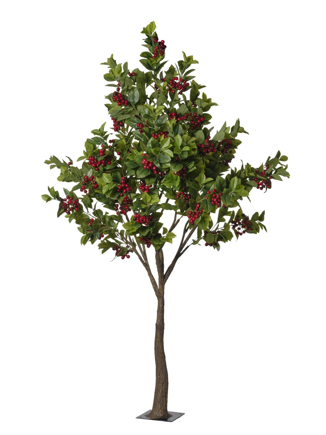 Albero Ciliegio H.2,2 Metri