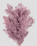 Ming Fern Stabilizzata