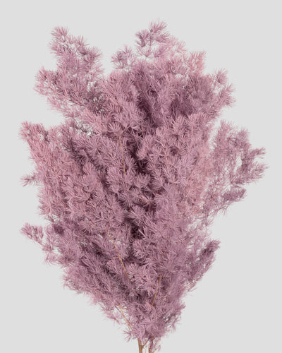Ming Fern Stabilizzata