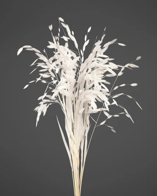 Chasmanthium Stabilizzato