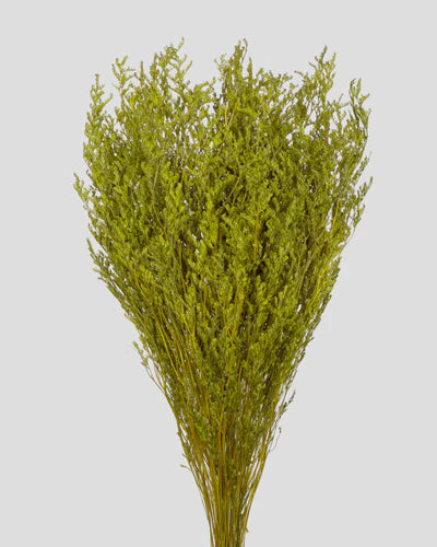 Limonium Stabilizzato | Vari Colori