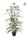 Pianta Agapanthus X7 C/Vaso cm.152