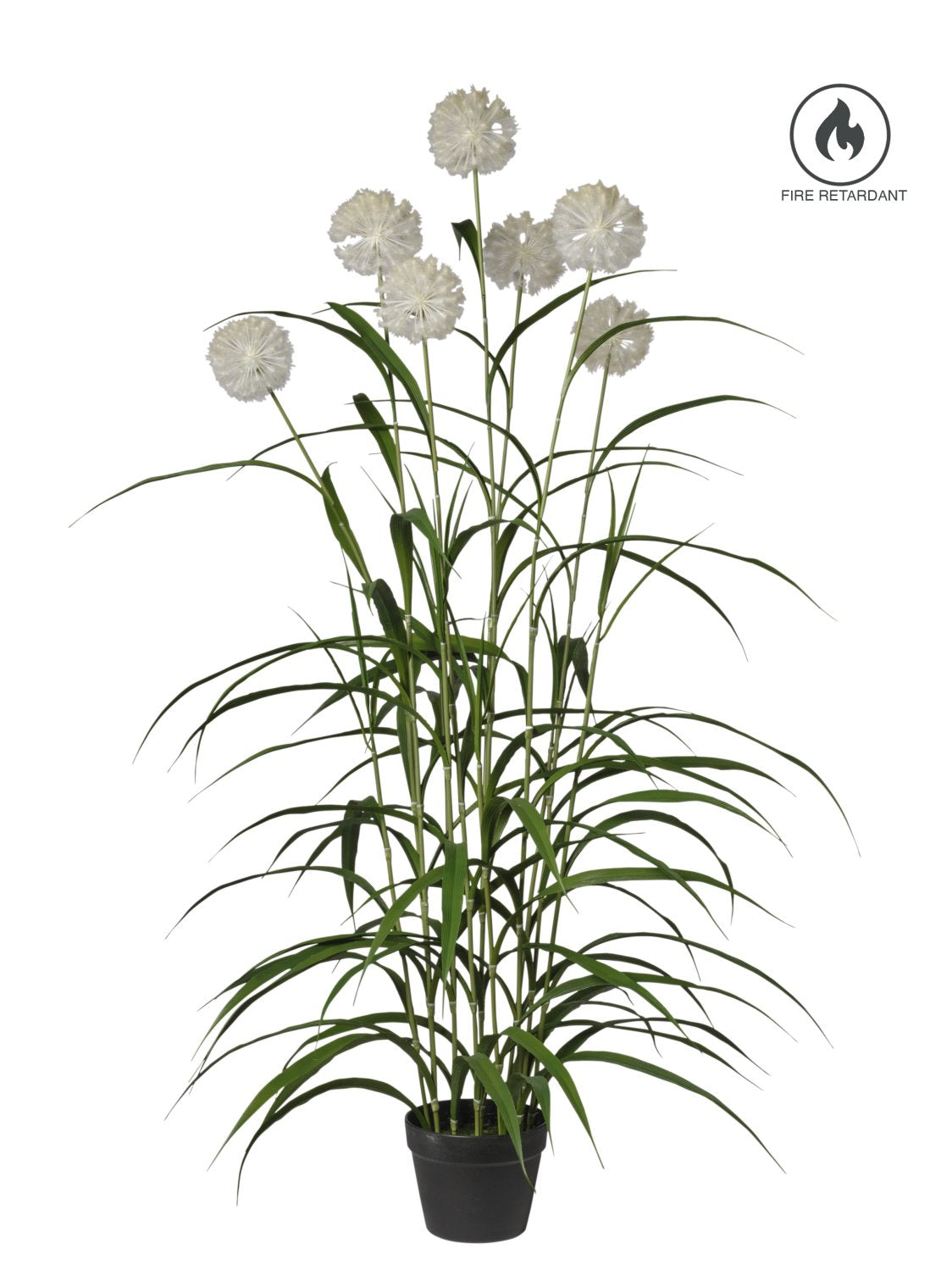 Pianta Agapanthus X7 C/Vaso cm.152