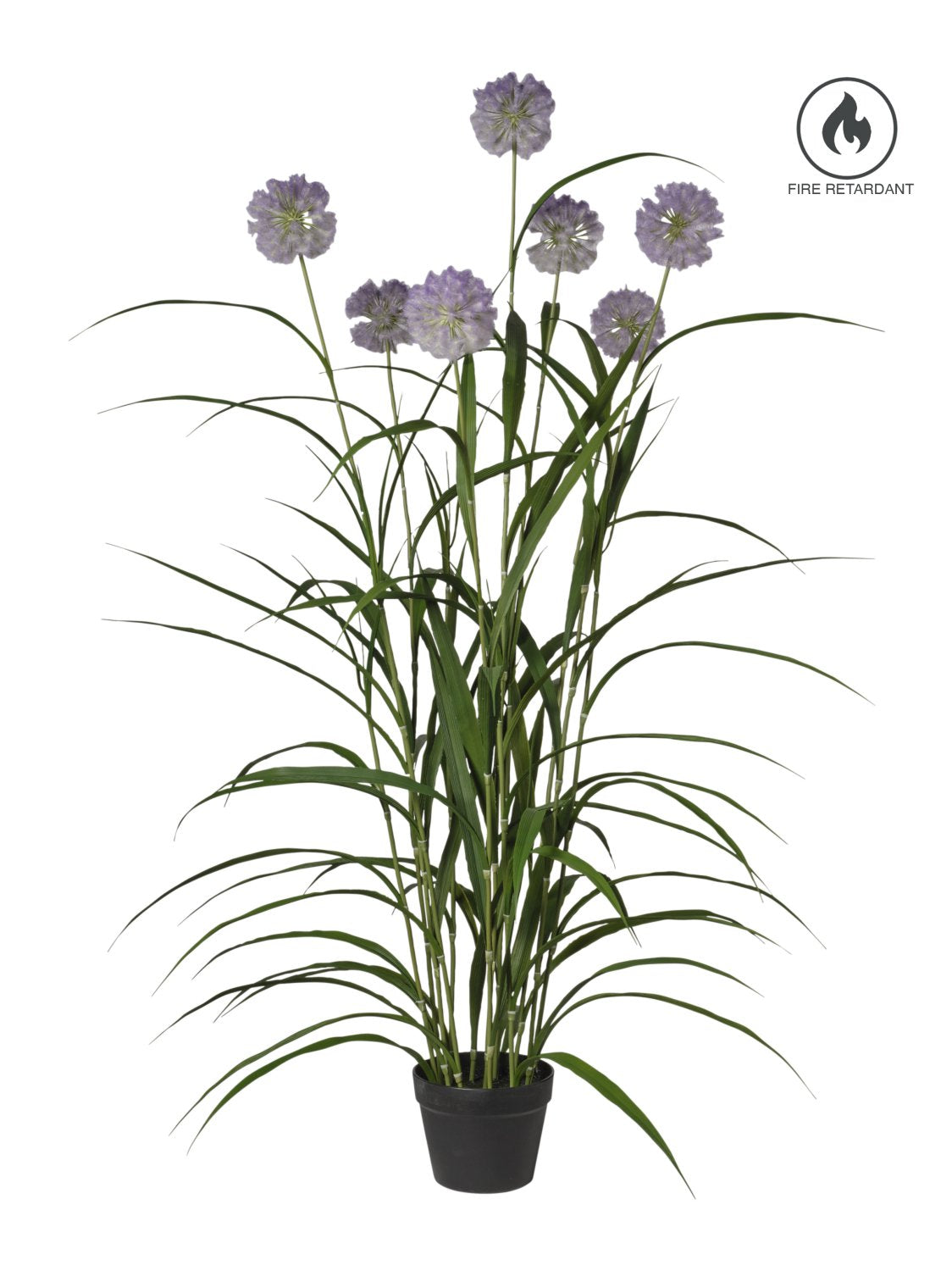 Pianta Agapanthus X7 C/Vaso cm.152