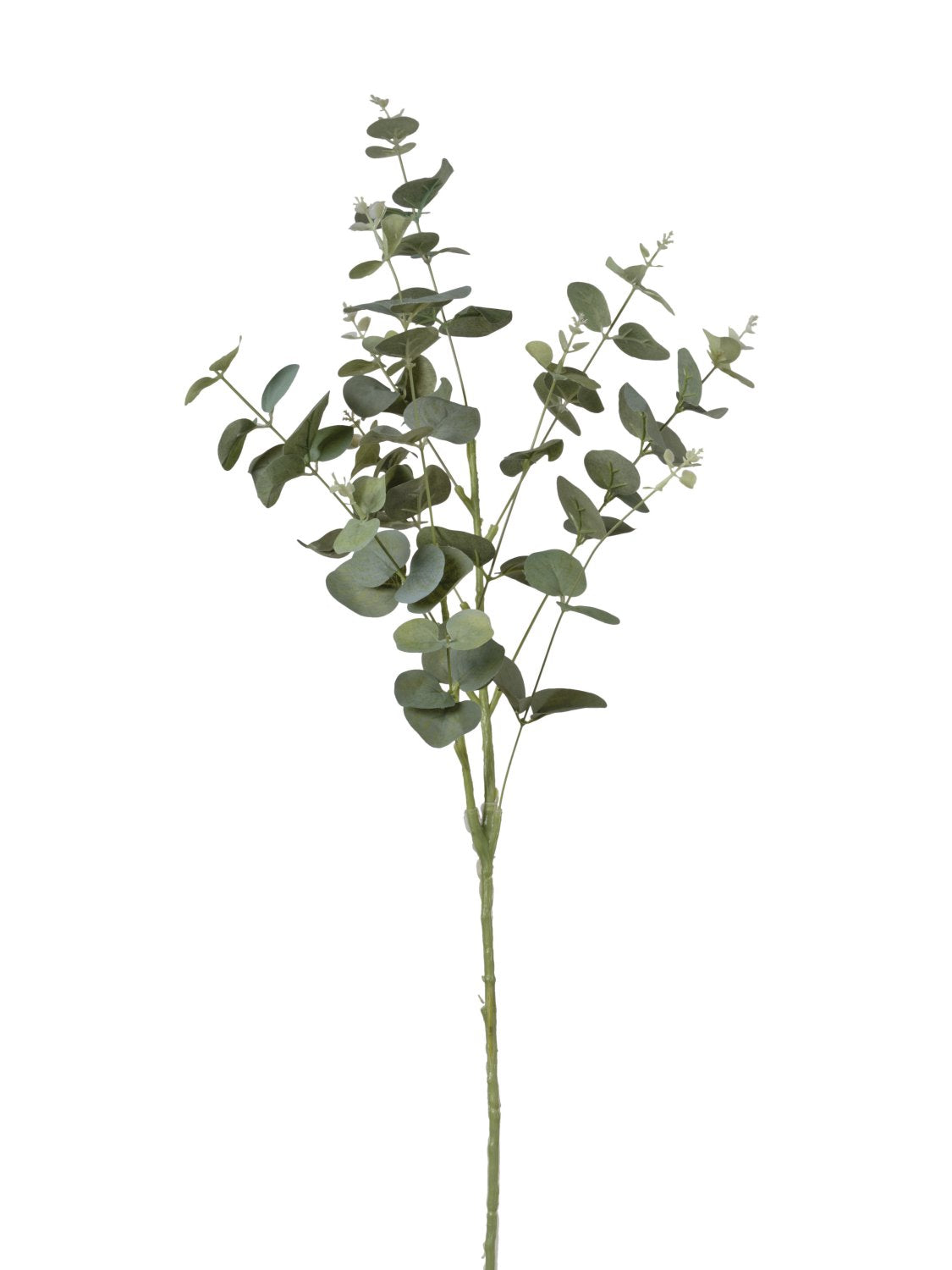 Mazzo Eucalipto 27x84cm. PZ.4