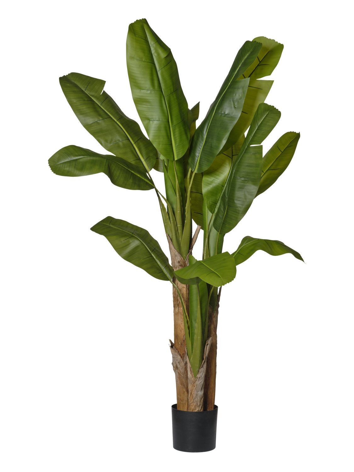 Pianta Banano cm.270