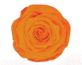 Rosa Stabilizzata Rose Amor LL+ PZ.6