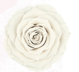 Rosa Stabilizzata Small Rose Amor PZ.12