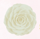 Rosa Stabilizzata XS Rose Amor PZ.18