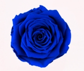 Rosa Stabilizzata Rose Amor LL+ PZ.6