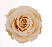 Rosa Stabilizzata Rose Amor LL+ PZ.6
