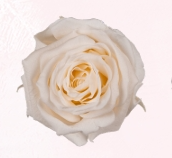 Rosa Stabilizzata Rose Amor LL+ PZ.6