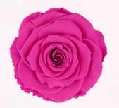 Rosa Stabilizzata Rose Amor LL+ PZ.6