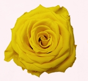 Rosa Stabilizzata Small Rose Amor PZ.12