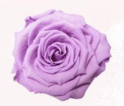 Rosa Stabilizzata Rose Amor LL+ PZ.6