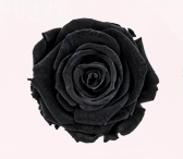 Rosa Stabilizzata Rose Amor LL+ PZ.6