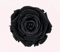 Rosa Stabilizzata Rose Amor LL+ PZ.6