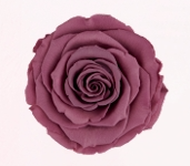 Rosa Stabilizzata Rose Amor LL+ PZ.6