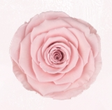 Rosa Stabilizzata XS Rose Amor PZ.18