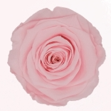 Rosa Stabilizzata Rose Amor LL+ PZ.6
