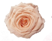 Rosa Stabilizzata XS Rose Amor PZ.18