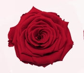 Rosa Stabilizzata Rose Amor LL+ PZ.6