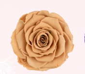 Rosa Stabilizzata Rose Amor LL+ PZ.6